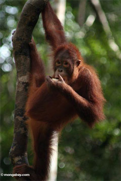 Palm oil orphan in Borneo.