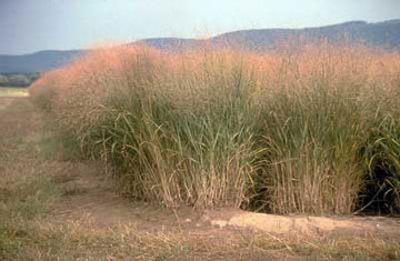 Switchgrass (Panicum virgatum). Foto do sítio Mongabay.com