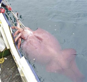 [Image: 0222colossal_squid.jpg]
