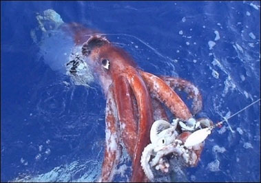 [Image: 0222giant_squid.jpg]