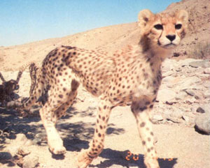 Spotless Cheetah: An Inspiring Story of A Cheetah Cub Learning to