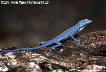 Blue Anole