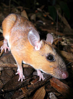 Maxomys JungleKey.fr Wiki