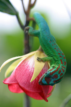Gecko Mauritius