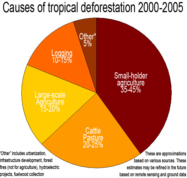 The different negative effects of deforestation
