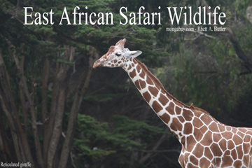 African Safari Wildlife