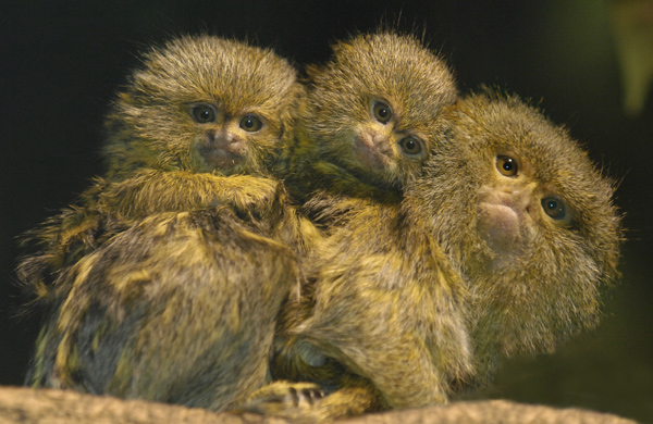 Baby pygmy marmoset twins
