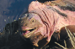 Galapagos Pink Iguanas