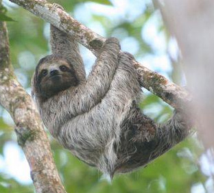 sloth from madagascar