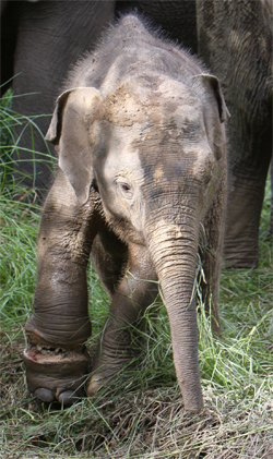 The injured baby elephant with its mother. Dr. Senthilvel said the baby elephant was unlikely to survive. 