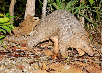 Sunda Pangolin