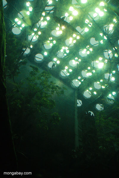 Académie plafond tel que vu à travers l'Amazonie forêt inondée aquarium exposition