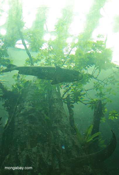 árbol de la selva tropical como se ve desde debajo de la exposición, en la amazonia bosque inundado túnel