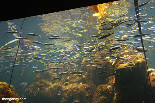 des forêts de varech marin réservoir