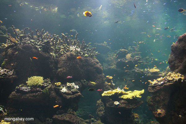 フィリピンのサンゴ礁の水族館