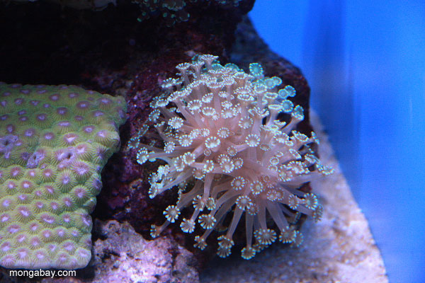 coral mole