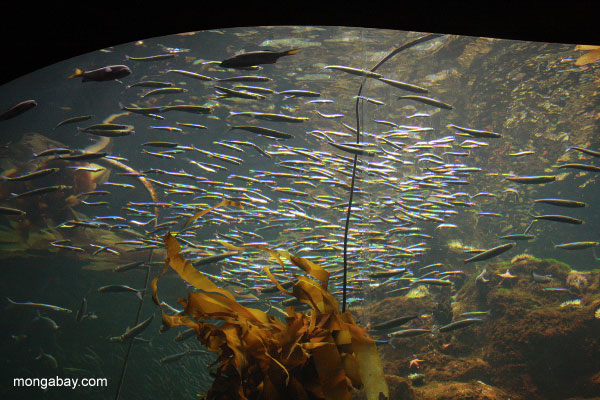 бурых водорослей лесных морской аквариум