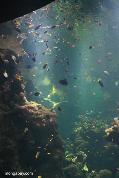 フィリピンのサンゴ礁を展示