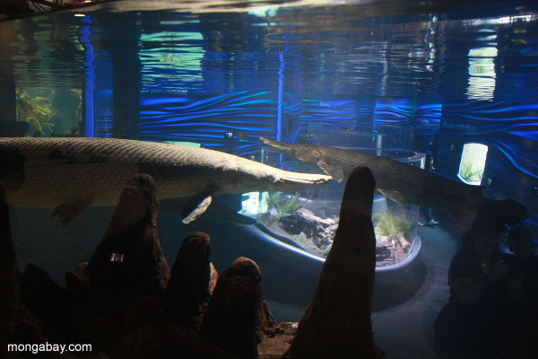 水族館のメインエリアでのピークとアリゲーターガーは、新しいカリフォルニアアカデミー