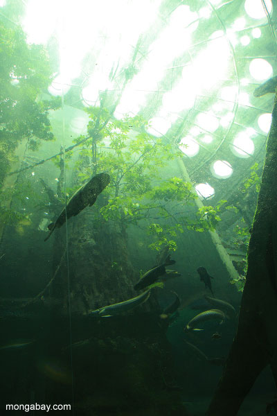 visto peces de agua dulce a través de la academia de la amazonia bosque inundado túnel