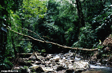 Costa Rican Creek in the Osa Peninsula, 2001