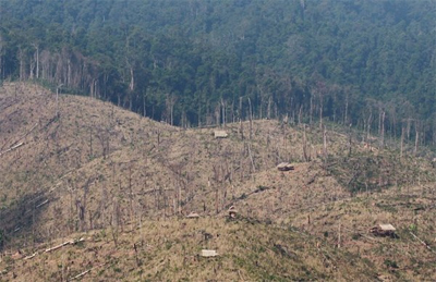 Conversion of old-growth forest for a rubber plantation in Northern Laos in January 2009. This particular project is run by a Chinese firm, but in eastern Laos Vietnamese companies are significant players in the timber trade.