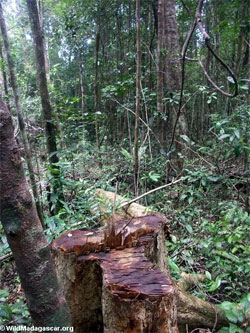 Illegal logging in Masoala