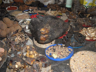 Gorilla hand found at a market in the Republic of Congo. Photos courtesy of Endangered Species International