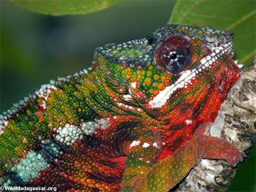 Wild panther chameleon in Madagascar. Reptiles account for nearly 10% of legal shipments according to the new study. The illegal trade in wild reptiles is also substantial.