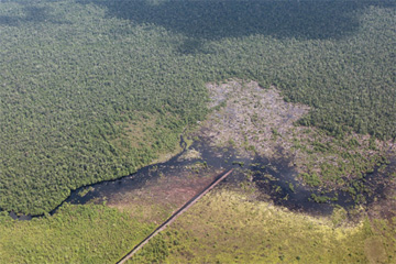 圖3:加里曼丹中部泥炭森林皆濕地伐與排水景象。圖片來源：mongabay