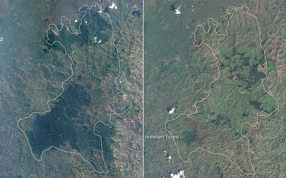 NASA’s Landsat 5 satellite captured the left-side image on July 19, 1986, while NASA’s Landsat 7 satellite captured the right-side image on December 11, 2001. Densely forested areas are deep green.