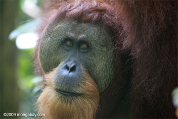 Sumatran orangutan in the Leuser ecosystem in North Sumatra. Photo taken by Rhett A. Butler in May 2009. 