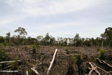 Deforestation for a new oil palm plantation in Kalimantan (Indonesian Borneo).