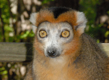 Crowned lemur, Eulemur coronatus