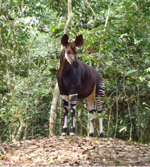 Okapi. Courtesy of the Okapi