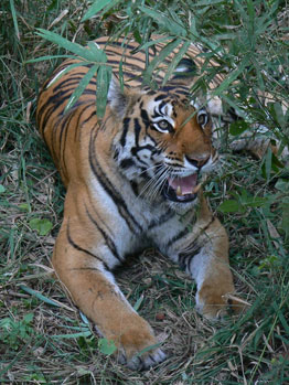 L'Inde et le sort de ses tigres sauvages