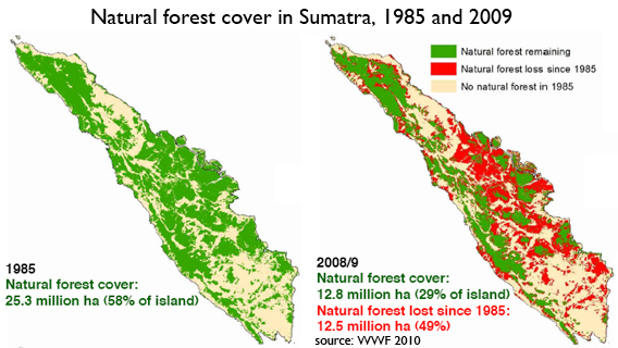 Sumatran elephant population plunges; WWF calls for moratorium on