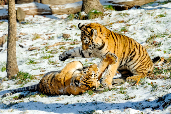 baby tigers playing in the snow