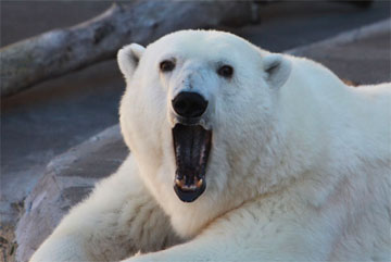New hope for polar bears