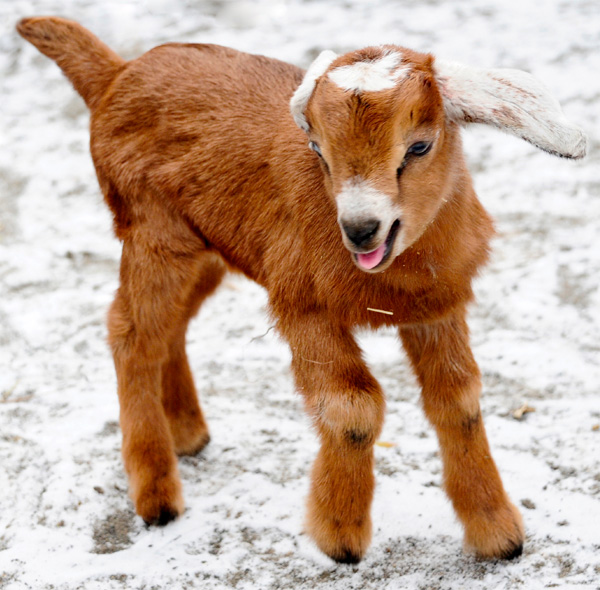 baby mini goat