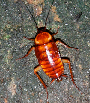 0109cockroach.jpg