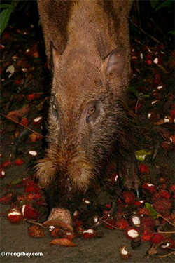 Borneo bearded pig