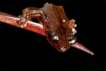 Hispaniola Crowned Frog