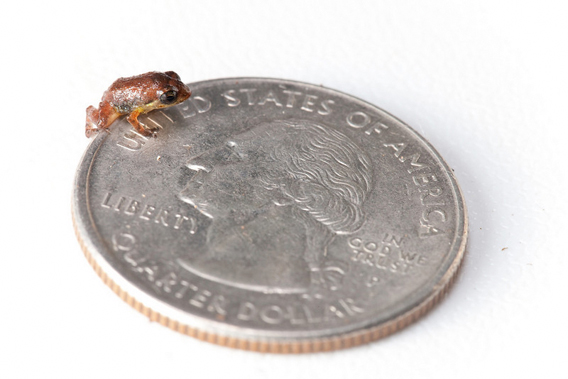 tiny rediscovered frog species from haiti