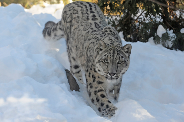 Snow leopard in the snow