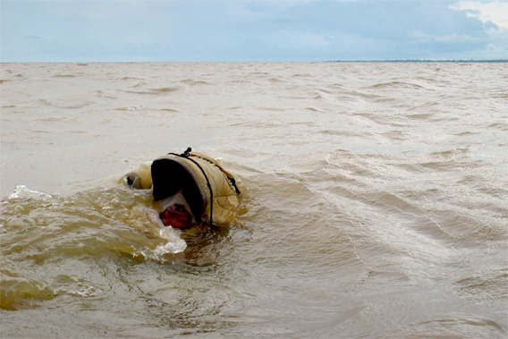 amazon river swimmer