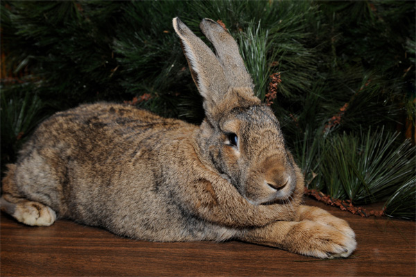 happy year of the rabbit