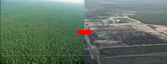 Forest to pulp mill in Riau Province, Sumatra, Indonesia