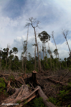 Deforestation in Indonesian Borneo