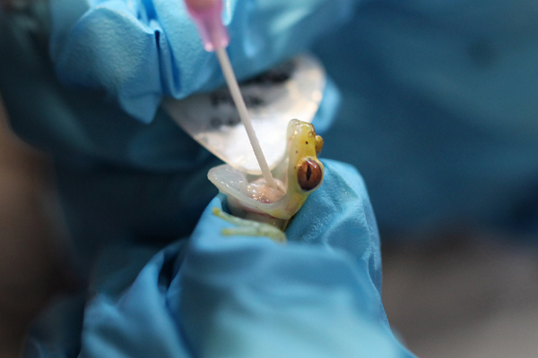 Hand-feeding a sick Hyloscirtus colymba tree frog